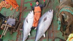 Тунцов размером с акулу поймали сахалинцы. В рыбе был сюрприз