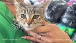 Для борьбы с грызунами в ноябре на СВО отправляют несколько сотен котов из регионов России