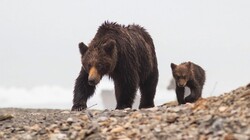 Сахалинские охотники не спешат убивать медведей