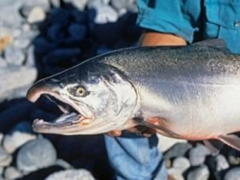 Больше кижуча, 5 РУЗов и режим вылова: изменения в путине-2022 на Сахалине