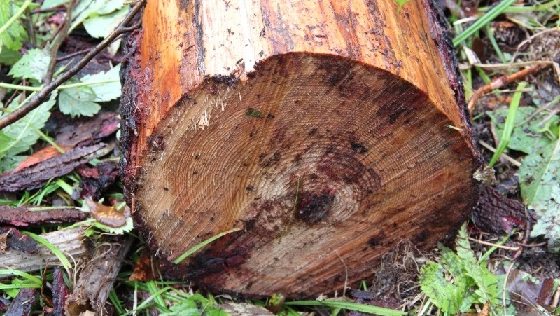 Инженера из новосибирской компании оштрафовали на миллион за порчу леса на Сахалине