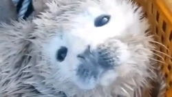 «Ящик с сокровищем»: рыбаки спасли малыша нерпы на Сахалине