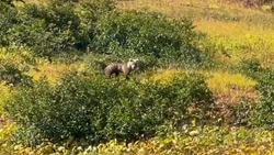 Молодой медведь вышел к пешим туристам на Северных Курилах