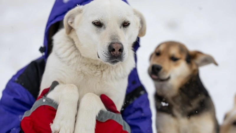 Верба и ее щенки: четверо ласковых песиков ищут своих людей на Сахалине