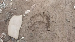Следы медведя обнаружили 4 июля вблизи села в Поронайском районе