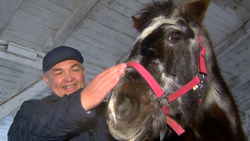 На Сахалине живет уникальная лошадь-долгожитель — ей 46 лет