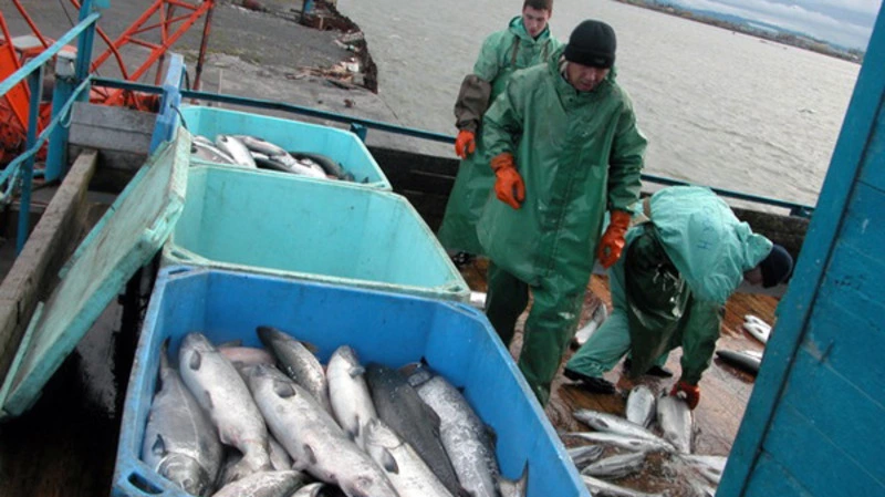 Горбуша на измене