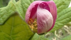 Ученые определили локализацию редкого дикого пиона на Шикотане