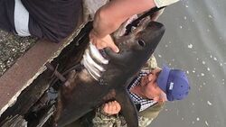 Красногорские рыбаки поймали на удочку акулу