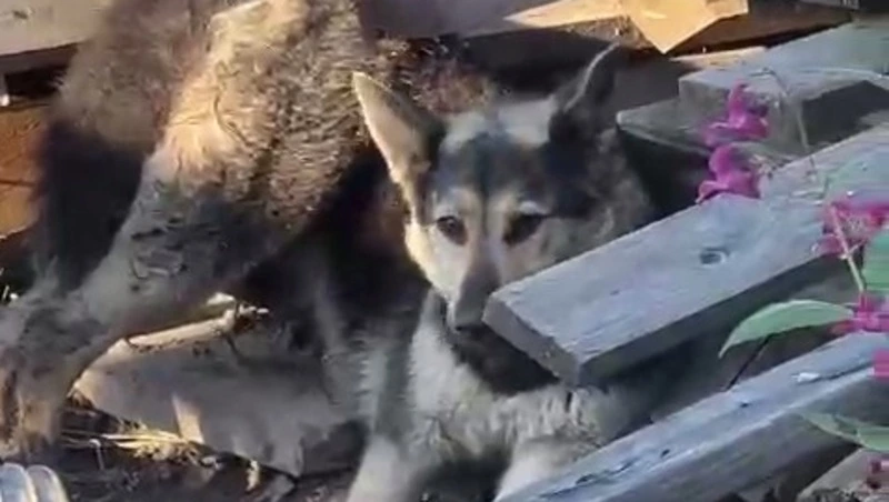 Измученную собаку спасли от рук живодера в Южно-Сахалинске