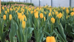 К весенним праздникам на Сахалине вырастили больше 600 тысяч тюльпанов
