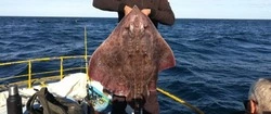 Рыбаки поймали огромного ската на востоке Сахалина