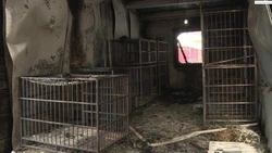 В режиме пыток: самые громкие дела с приютами для бездомных животных на Сахалине