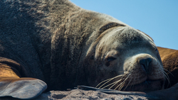 «Как с воронами». Названа причина частых встреч человека и нерпы на Сахалине