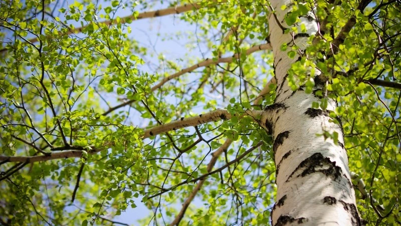 Церковный праздник 15 июля 2025: что нельзя делать в этот день, приметы