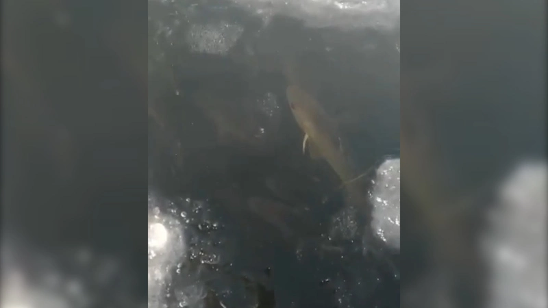 Сахалинские рыбаки нашли место, где подо льдом кишит навага