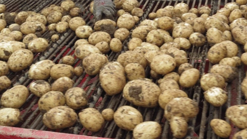 Сбор урожая на Сахалине и Курилах: уборочная кампания-2023 на островах