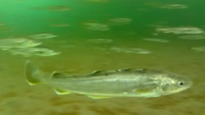 На Сахалине навага сама выпрыгивает из-подо льда к рыбакам