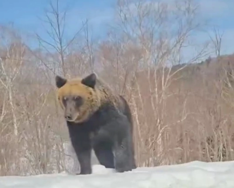 «Ловко запрыгнул»: встречу с проснувшимся медведем засняли на Курилах