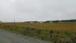 За возвращение главы села борются жители Березняков. «Вся деревня в шоке»