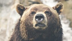 Сахалинцы выбрали надежные способы защиты от нападений медведя