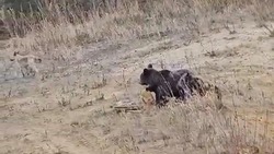 Медведи в поисках еды подошли к жилому дому в Ногликском районе