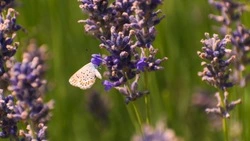 Синоптики уточнили прогноз погоды в Сахалинской области на 15 сентября 