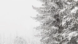 Метель с ветром на Сахалине и небольшой снег на Курилах ожидаются 22 декабря