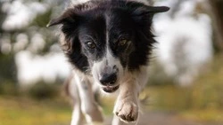 На Дальнем Востоке стая собак загрызла кандидата наук