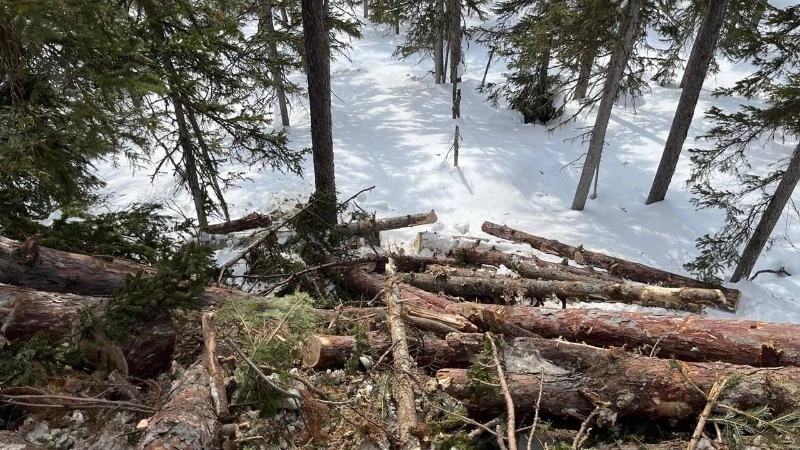 Более 91 млн рублей выплатит сахалинская компания за уничтожение деревьев и порчу почв