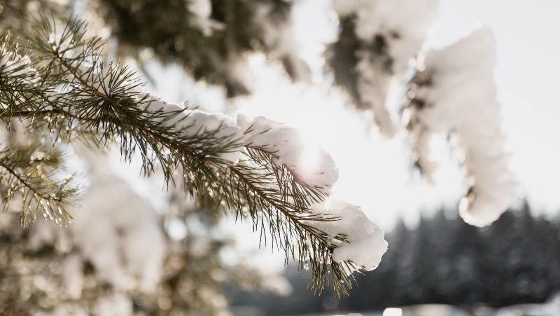 Без осадков и плюсовая температура ждет жителей Сахалина и Курил 26 января