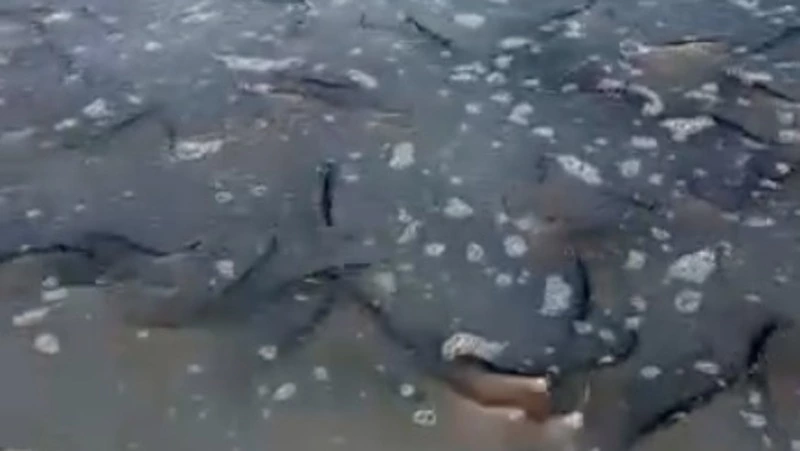 «Просто тьма!»: селедка оккупировала морское побережье в Первой и Второй Падях