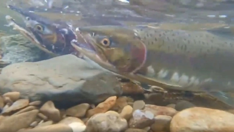 Рыбаки показали горбушу в брачном наряде в реке на Сахалине