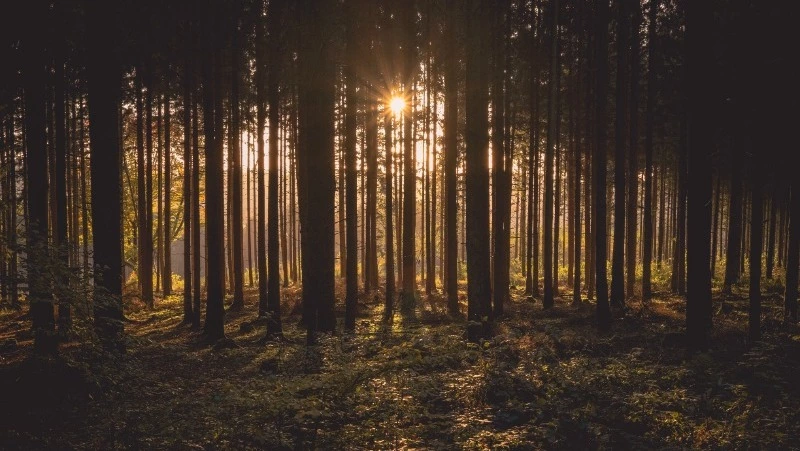 Блуждающие в лесу, реки на дорогах, окольцованная чайка: новости выходных на Сахалине