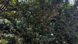 Синоптики уточнили прогноз погоды в Сахалинской области на 14 сентября 