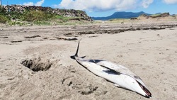 Белобокого дельфина выбросило на курильский берег