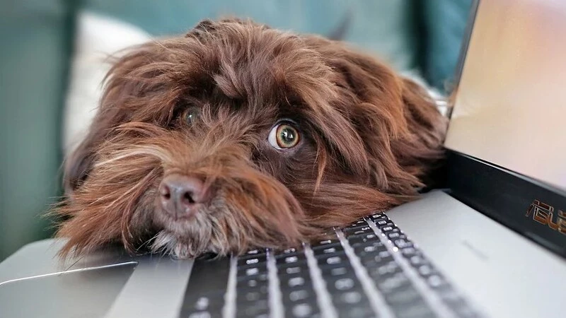 На Сахалине могут ввести электронные лицензии для бизнесменов