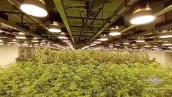 Крупную ферму по выращиванию конопли нашли в закрытой школе под Кемеровом