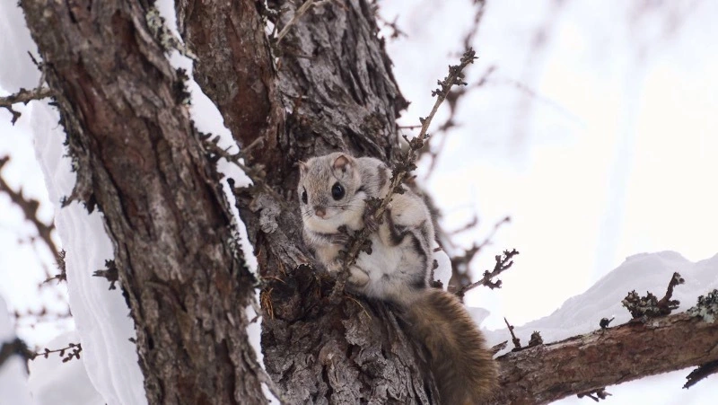Белка-летяга попала в кадр на Сахалине