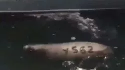 Ушастые тюлени захватили рыболовецкие суда у берегов Курил