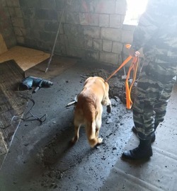 Собака указала на бетонный пол: МВД раскрыло детали убийства в Южно-Курильске