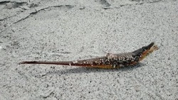 Неизвестное морское чудовище заметили на Курильском пляже: ФОТО