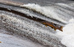 На юго-востоке Сахалине ввели режим пропуска лососевых в реки