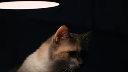 Свет отключили на четырех улицах в Южно-Сахалинске 26 июня