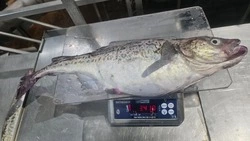 Курильские рыбаки выловили гигантского минтая с рекордным весом