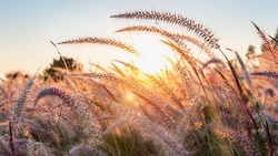 Праздники, медведи-агрессоры и смертельные ДТП: главные новости июня-2024 в Сахалинской области