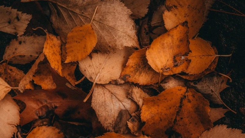 Октябрь 2022 на Сахалине: серия землетрясений и «динозавр» у моря