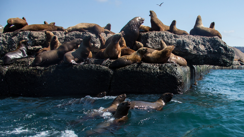 Сивучи на берегах Сахалина боятся людей. Туристов просили не приплывать