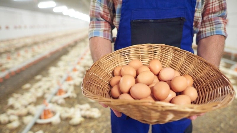 Птицефабрика «Островная» может лишиться 9 млн рублей выданной ранее субсидии