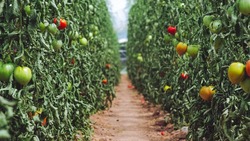 Импортозамещение на Сахалине: невельский агрохолдинг нарастит производство овощей
